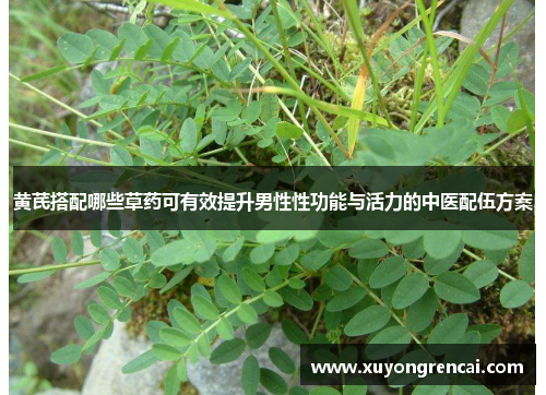 黄芪搭配哪些草药可有效提升男性性功能与活力的中医配伍方案
