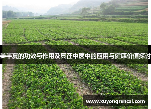 姜半夏的功效与作用及其在中医中的应用与健康价值探讨